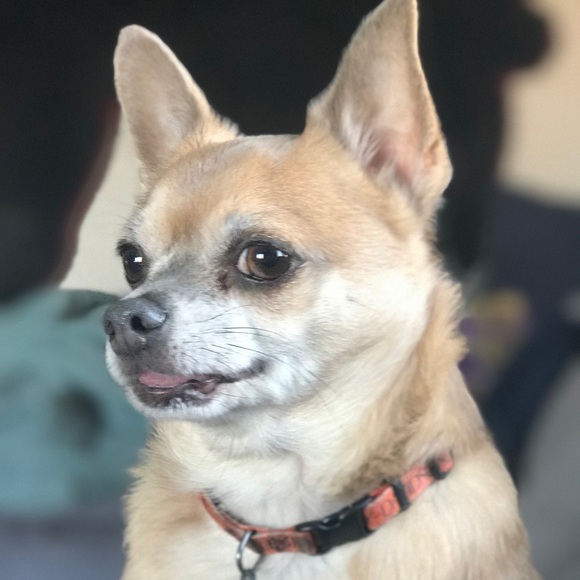 Meet your Posher, C - Picture 1 of 1